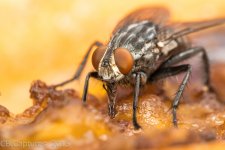 Insects-1753.jpg