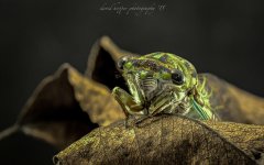 cicada stack 4-2-2.jpg