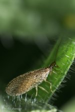 Tiny insect-.jpg