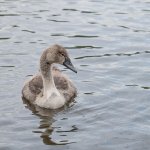 Cygnet.jpg