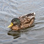 Duck.jpg