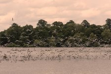 Birds-in-Flight.jpg