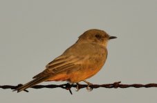 18th Aug 2015 014.JPG