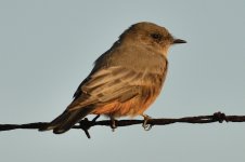 18th Aug 2015 017.JPG