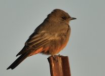 18th Aug 2015 018.JPG