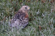 18th Aug 2015 022.JPG