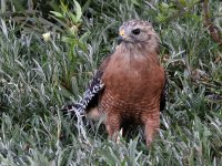 18th Aug 2015 029.JPG