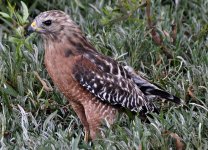 18th Aug 2015 032.JPG