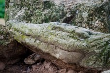 crocodile-1.jpg