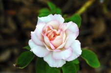 19th Aug 2015 010.JPG