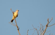 20th Aug 2015 003.JPG