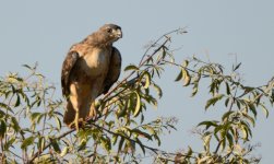 20th Aug 2015 009.JPG