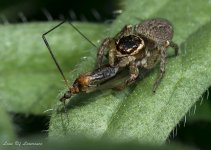 Cranefly lunch-.jpg