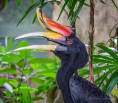 bird-color-1.jpg