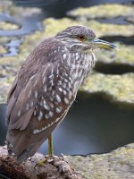 BlackHeron.jpg