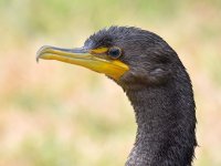 Cormorrant.jpg