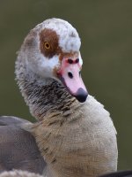 Goose.jpg
