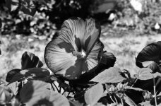 b&w flower #1.jpg