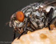 Insects-1886.jpg