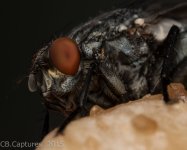 Insects-1885.jpg