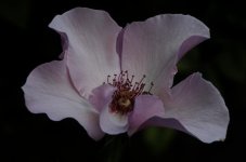 rose4.jpg