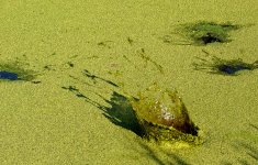 21st Aug 2015 014.JPG