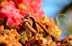 21st Aug 2015 029.JPG