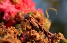 21st Aug 2015 042.JPG