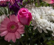 pink-1.jpg