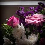 Pink-2.jpg