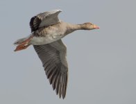 DSC_0428.jpg