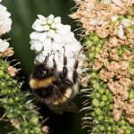 Bee.jpg