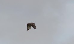 DSC_0172.jpg