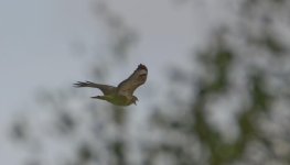 DSC_0177.jpg