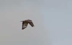 DSC_0174.jpg