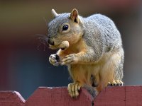 Squirrel3.jpg