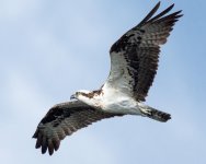 OspFly-1.jpg