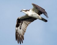 OspFly-2.jpg