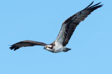 OspFly-3.jpg