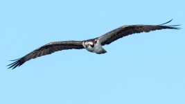 OspFly-4.jpg