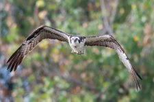 OspFly-5.jpg