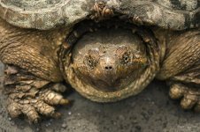 tortue NH.jpg