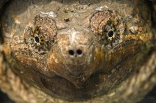 tortue NH 100%crop.jpg
