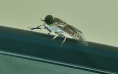 22nd Aug 2015 036.JPG