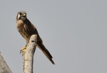 22nd Aug 2015 038.JPG