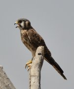 22nd Aug 2015 042.JPG