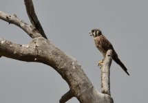 22nd Aug 2015 045.JPG