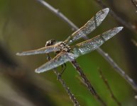 22nd Aug 2015 048.JPG