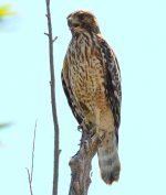 22nd Aug 2015 060.JPG