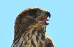 22nd Aug 2015 063.JPG